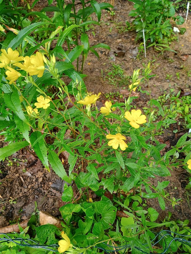 Sundrops