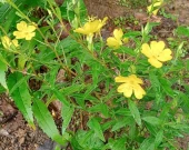 Possible Sundrops