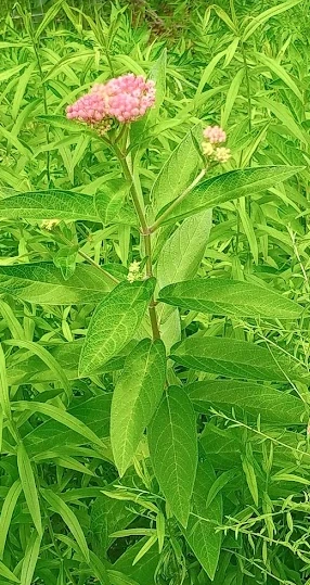 Swamp Milkweed in OFSS Garden