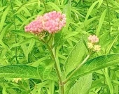 Swamp Milkweed