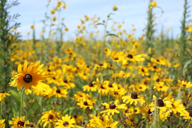 A field of Black-Eyed Susans